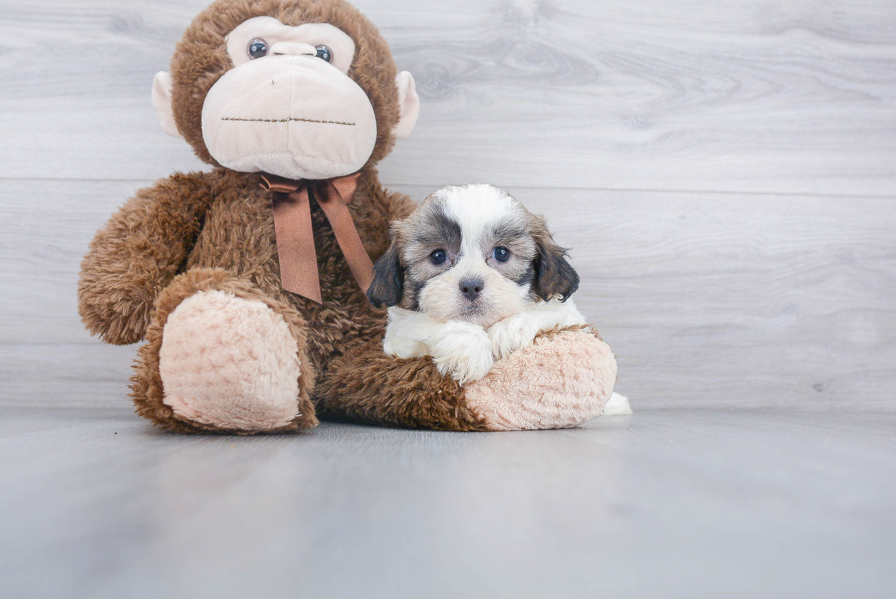 Fluffy Shih Poo Poodle Mix Pup