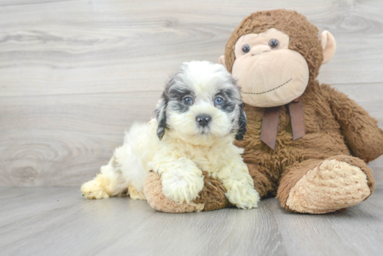 Shih Poo Pup Being Cute
