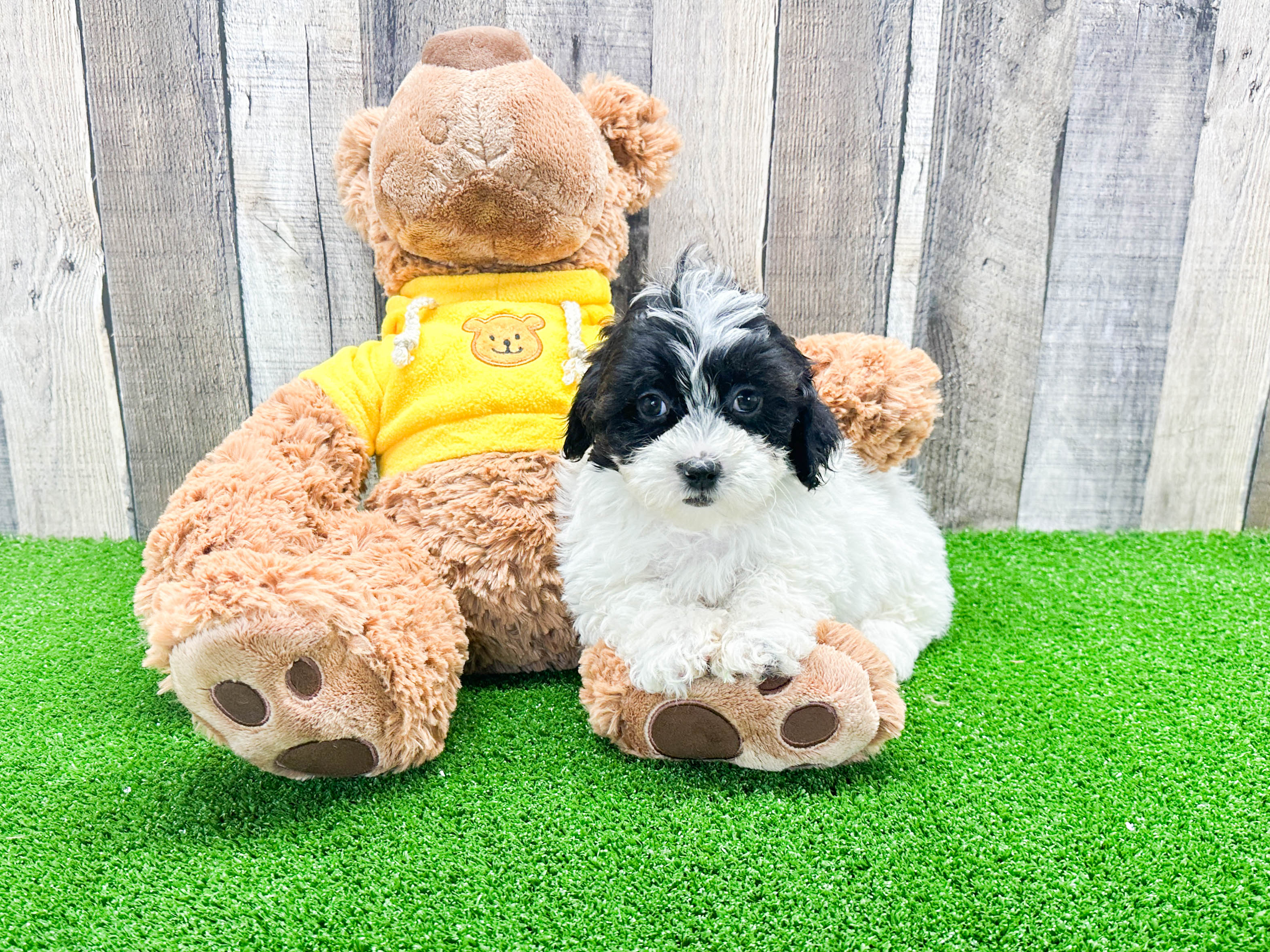 Small Shih Poo Baby