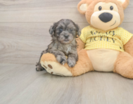 8 week old Shih Poo Puppy For Sale - Premier Pups