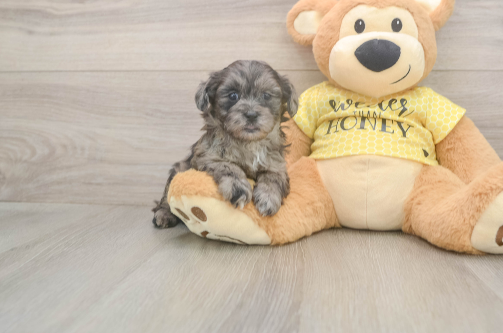 8 week old Shih Poo Puppy For Sale - Premier Pups
