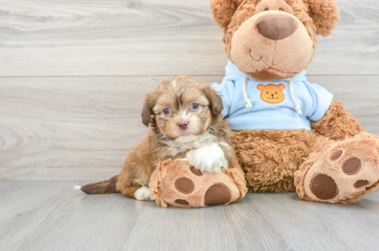 Hypoallergenic Shihpoo Poodle Mix Puppy