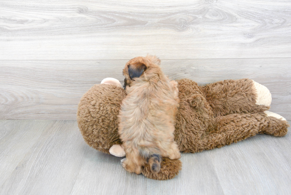 Shih Poo Puppy for Adoption