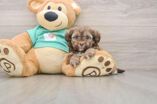 BAILEY, a Shih Poo littermate
