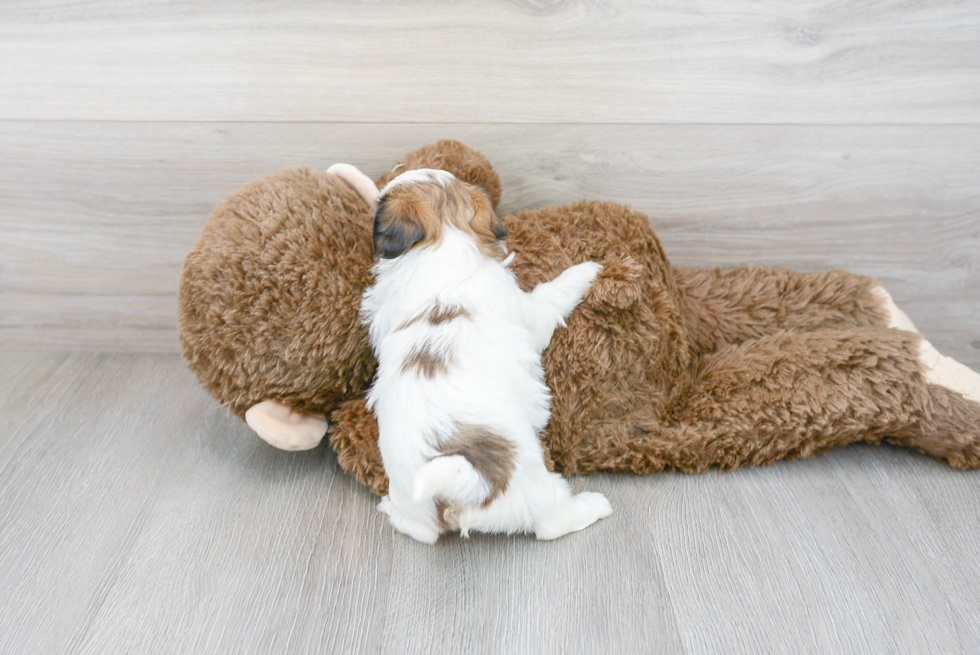Hypoallergenic Shihpoo Poodle Mix Puppy