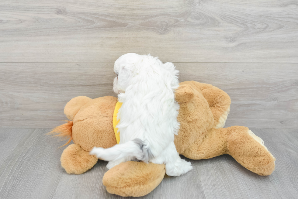 Hypoallergenic Shih Poo Poodle Mix Puppy