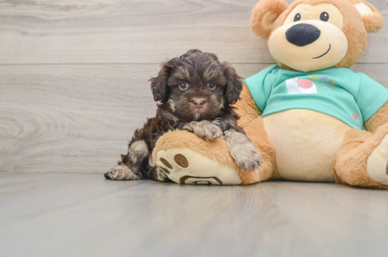 BART, a Shih Poo littermate