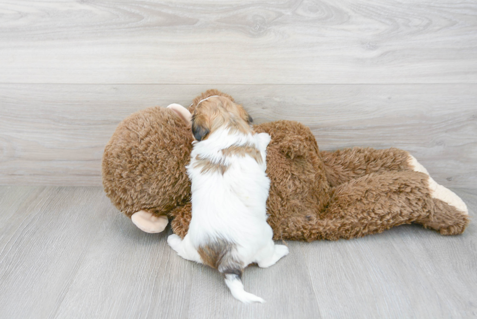 Smart Shih Poo Poodle Mix Pup