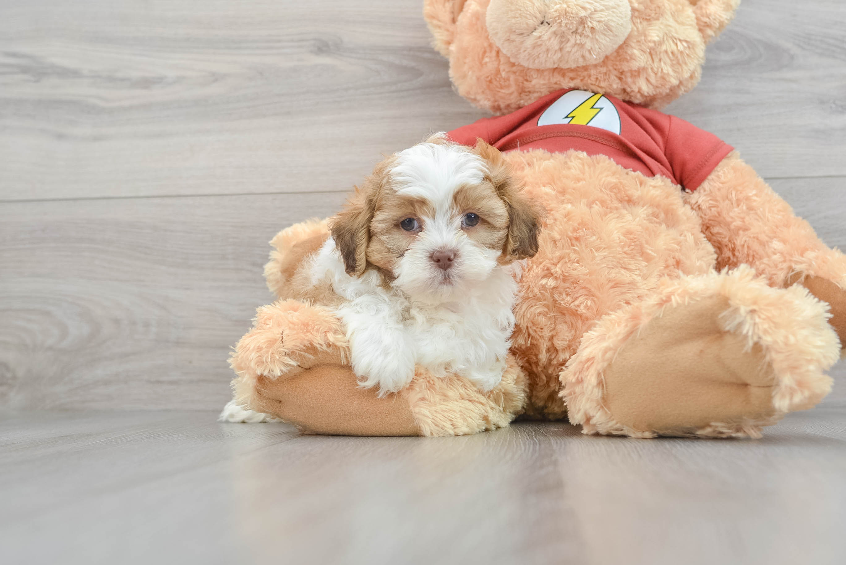 Petite Shih Poo Poodle Mix Pup