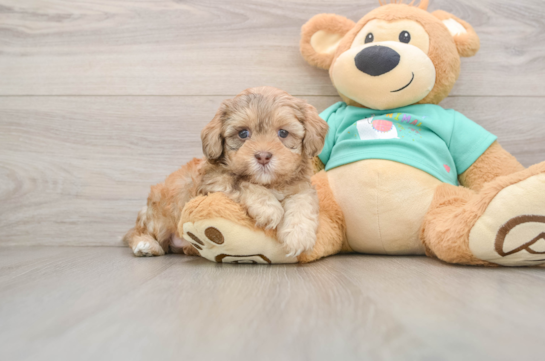 BRUNO, a Shih Poo littermate