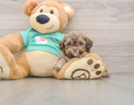 7 week old Shih Poo Puppy For Sale - Premier Pups