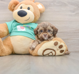 7 week old Shih Poo Puppy For Sale - Premier Pups