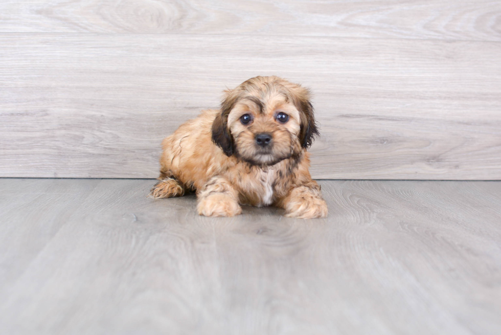 Shih Poo Puppy for Adoption