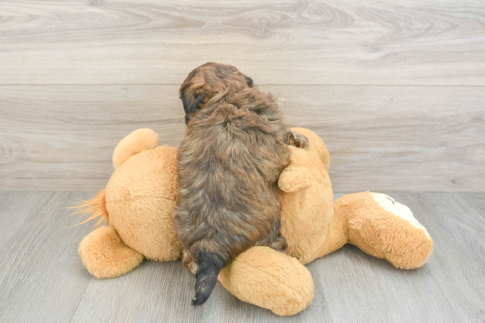 Funny Shih Poo Poodle Mix Pup