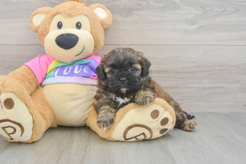 Shih Poo Puppy for Adoption
