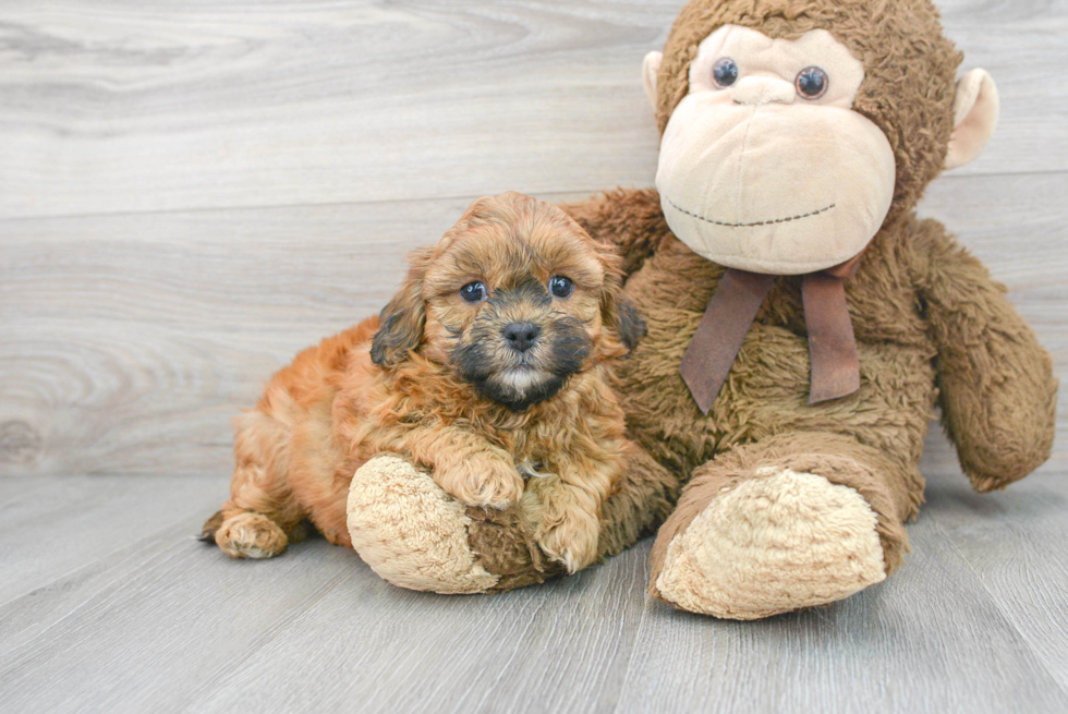 Fluffy Shih Poo Poodle Mix Pup