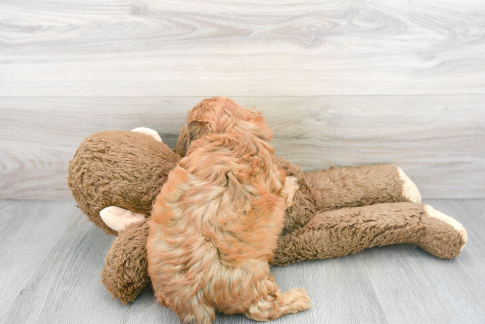 Playful Shih Poo Poodle Mix Puppy