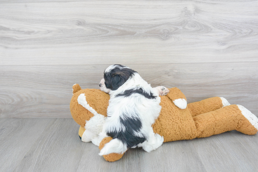 Shih Poo Puppy for Adoption