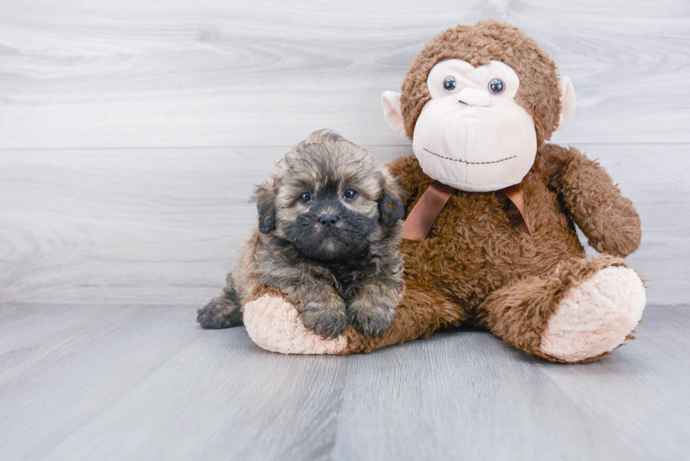 Popular Shih Poo Poodle Mix Pup