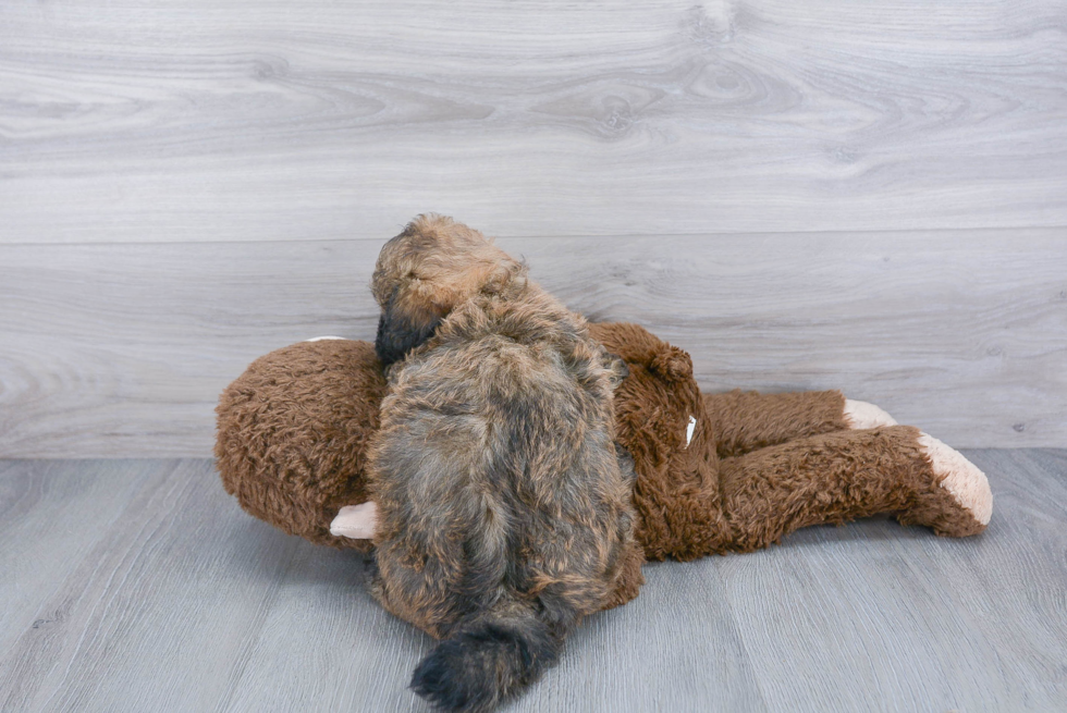 Shih Poo Pup Being Cute