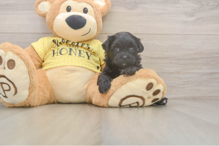 Fluffy Shih Poo Poodle Mix Pup