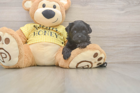 Fluffy Shih Poo Poodle Mix Pup
