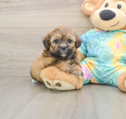 5 week old Shih Poo Puppy For Sale - Premier Pups