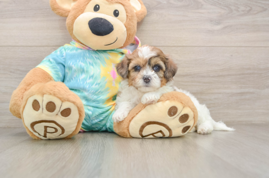 DARCY, a Shih Poo littermate