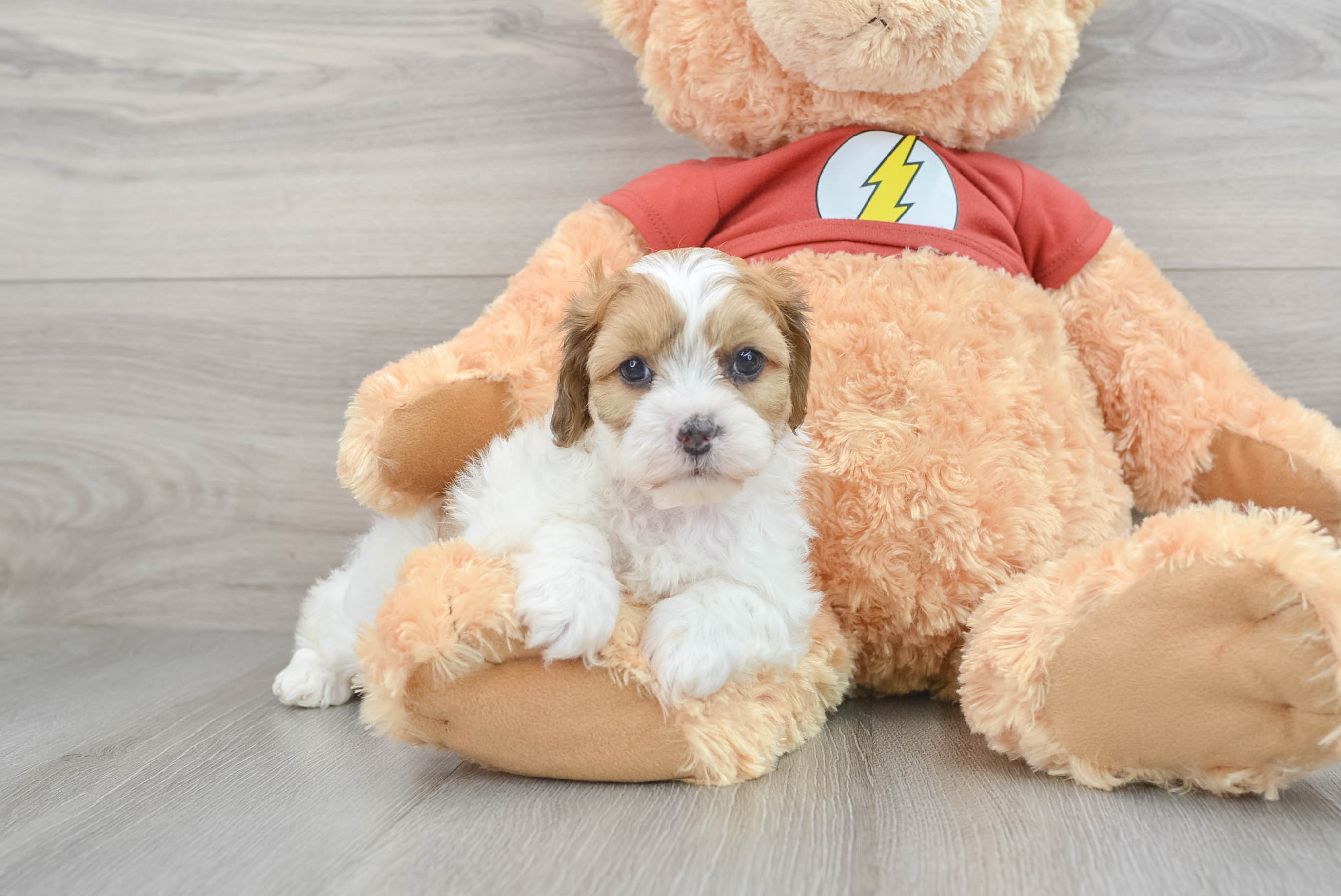 Shih Poo Pup Being Cute