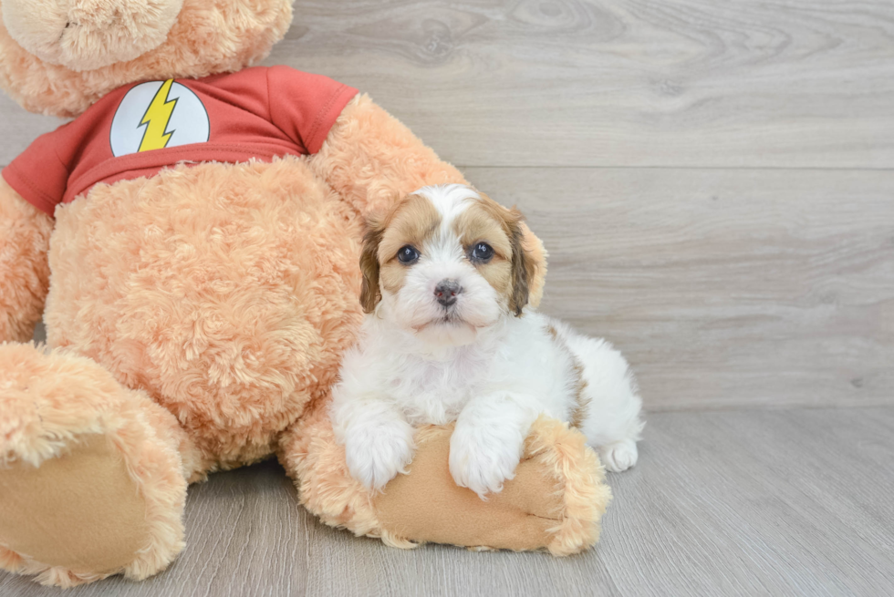 Shih Poo Pup Being Cute