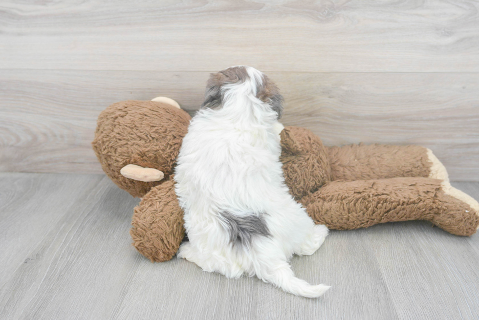 Shih Poo Puppy for Adoption