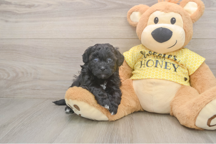 Shih Poo Puppy for Adoption