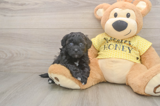 Shih Poo Puppy for Adoption