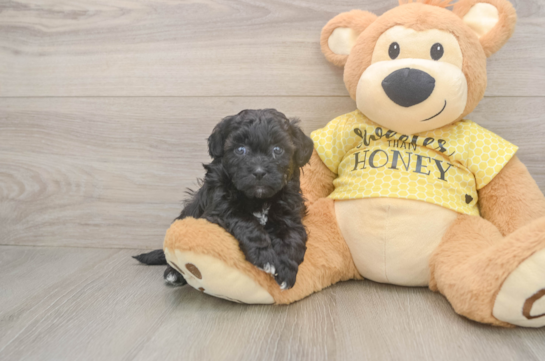 Shih Poo Puppy for Adoption