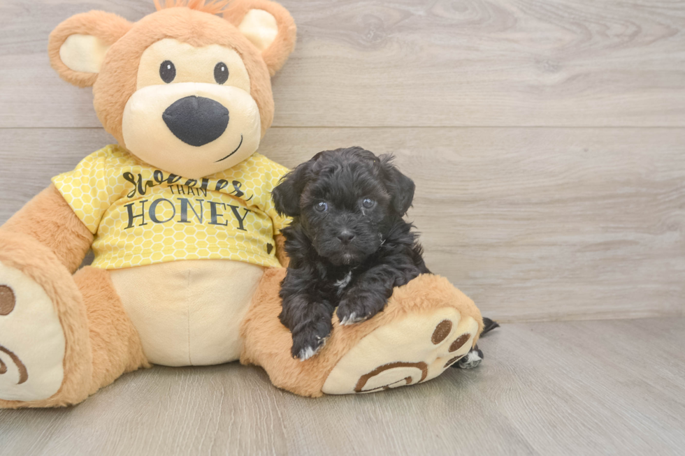 Shih Poo Puppy for Adoption