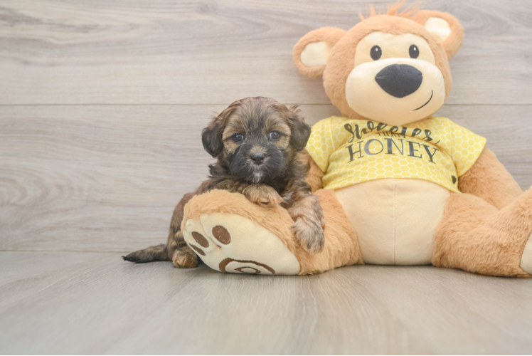 Shih Poo Pup Being Cute