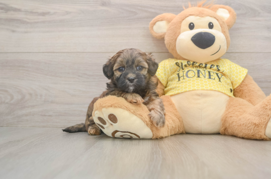 Shih Poo Pup Being Cute