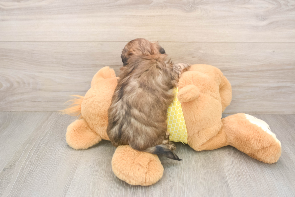 Adorable Shih Poo Poodle Mix Puppy