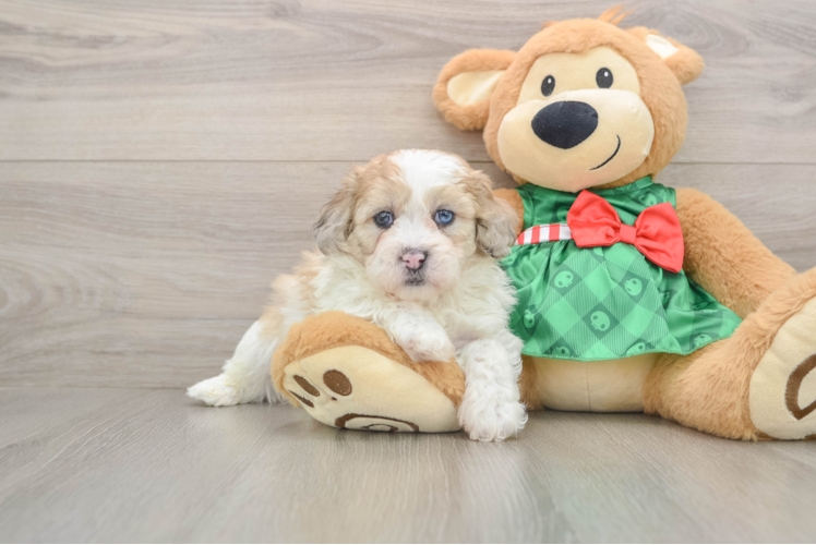 Shih Poo Pup Being Cute