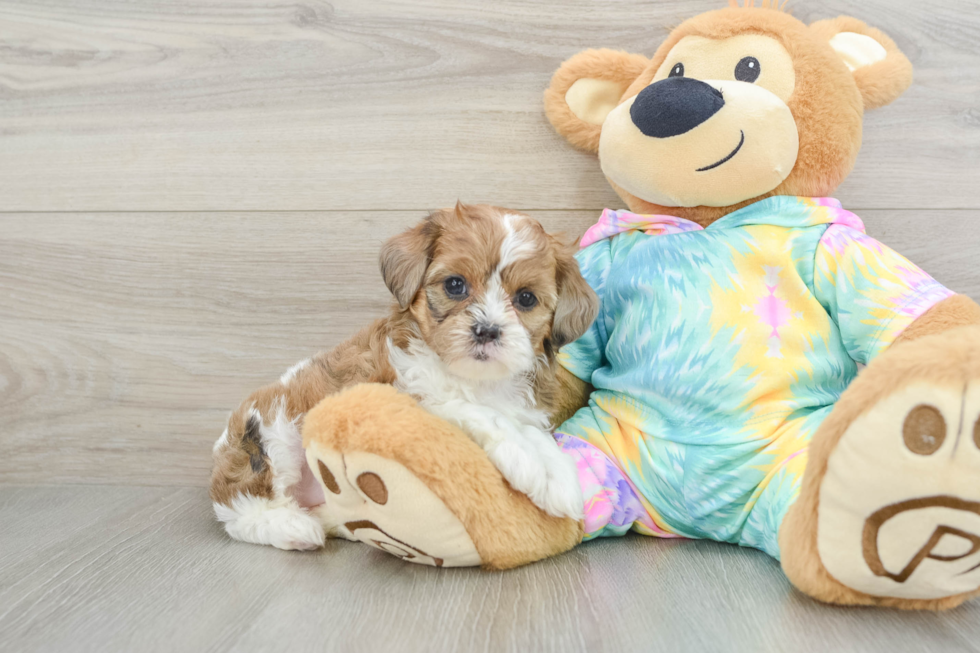 Shih Poo Pup Being Cute