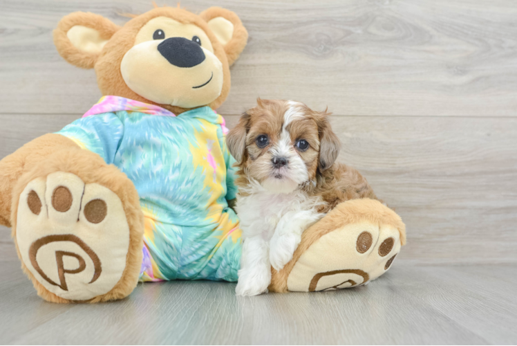 Petite Shih Poo Poodle Mix Pup