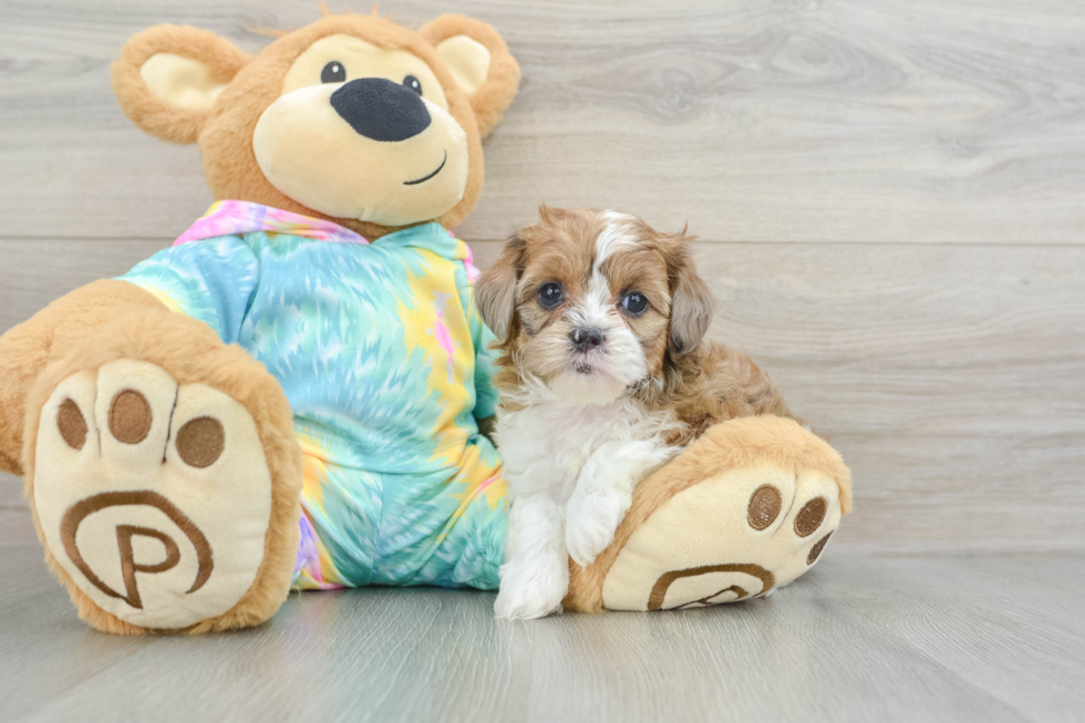 Petite Shih Poo Poodle Mix Pup