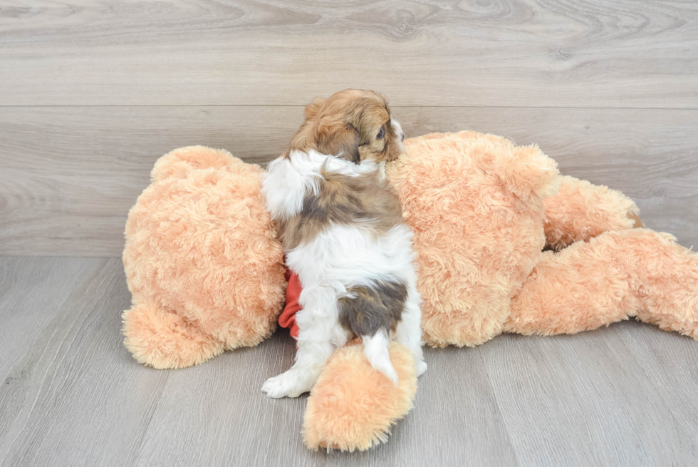 Fluffy Shih Poo Poodle Mix Pup