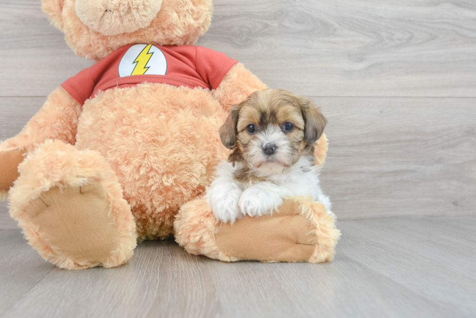 Shih Poo Pup Being Cute