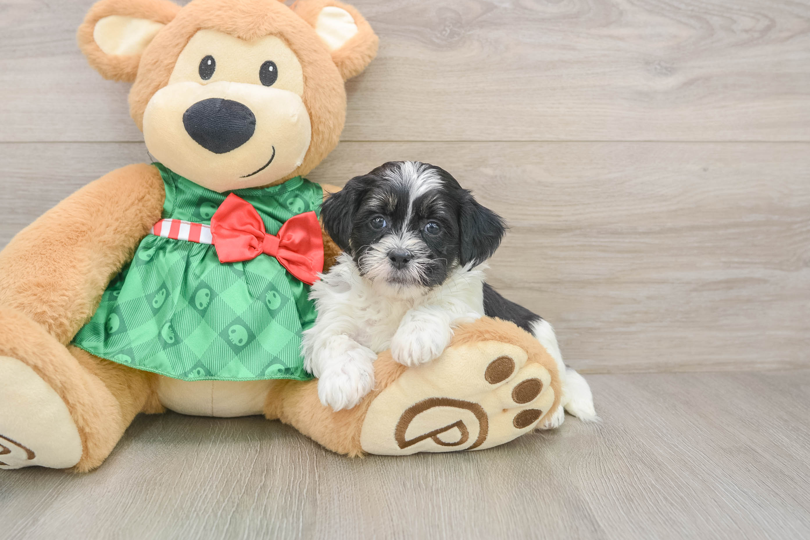Hypoallergenic Shih Poo Poodle Mix Puppy