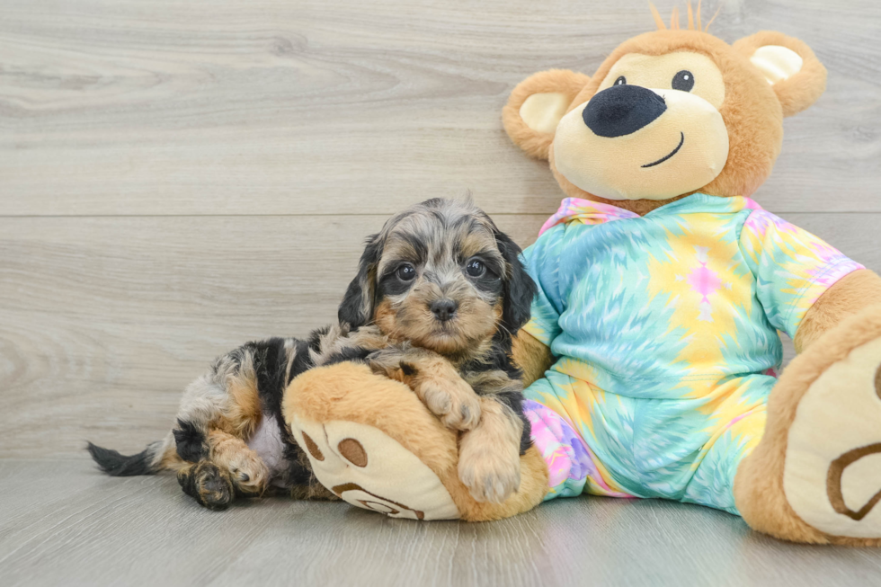 Playful Shih Poo Poodle Mix Puppy