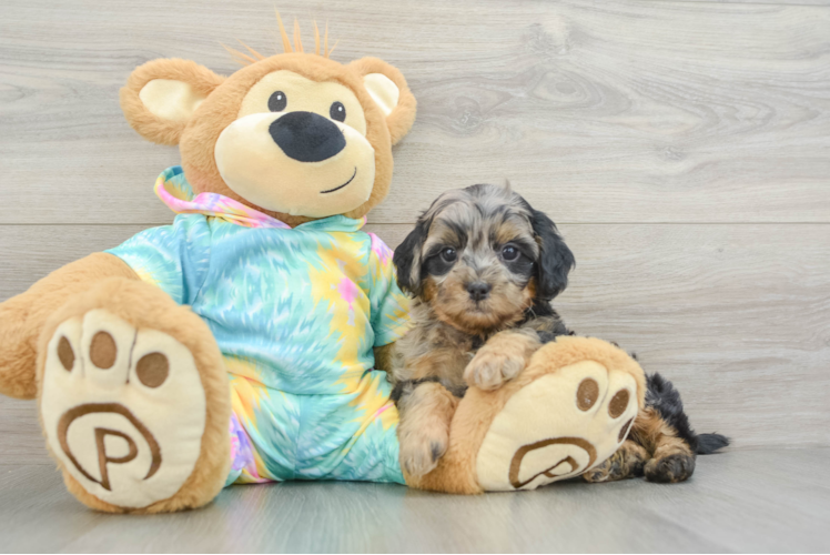 Adorable Shih Poo Poodle Mix Puppy
