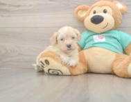 9 week old Shih Poo Puppy For Sale - Premier Pups