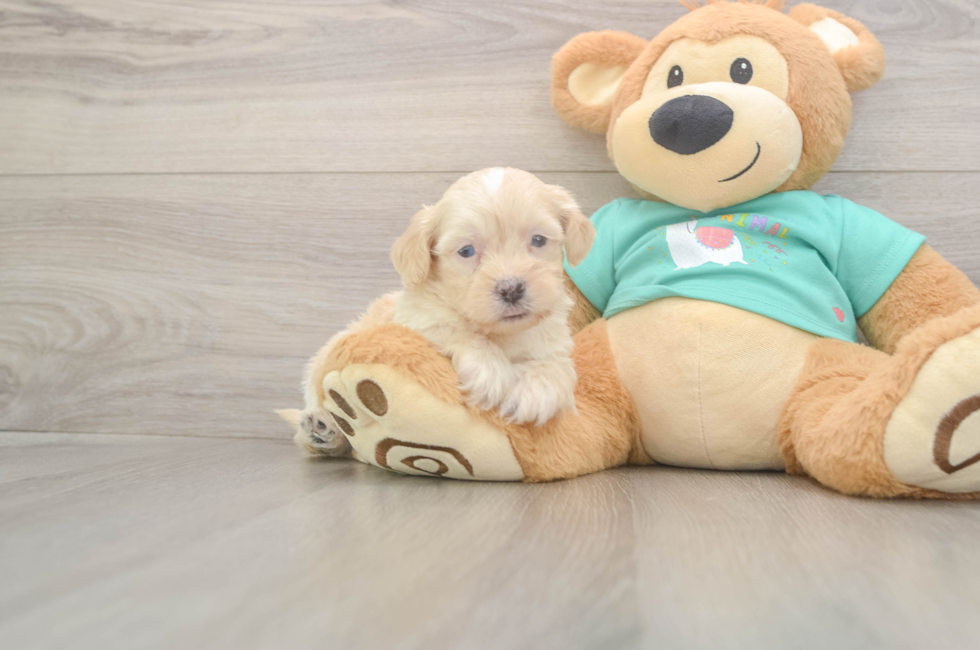 9 week old Shih Poo Puppy For Sale - Premier Pups