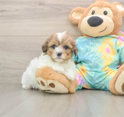 5 week old Shih Poo Puppy For Sale - Premier Pups